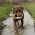 Browning® Antler Dog Chew Toy image thumbnail 5