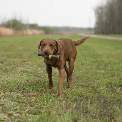 Browning® Duck Call Squeaker Dog Toy - Image 4