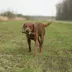 Browning® Duck Call Squeaker Dog Toy image thumbnail 4