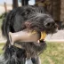Browning® Duck Call Squeaker Dog Toy image thumbnail 5