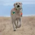 Browning® Duck Rope Dog Toy Natural image thumbnail 7