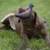 Browning® Pheasant Plush Squeaker Dog Toy image thumbnail 7