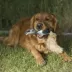 Browning® Squirrel Plush Squeaker Dog Toy image thumbnail 7
