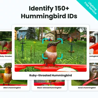 Birdfy Hummingbird Solar Powered Outdoor Feeder - Lifetime AI Camera - Image 3