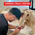 Warren London Distract-A-Hat™ W/ Adhesive Lick Pad, Includes Spread & Cleaning Tool image thumbnail 5