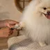 Fiskars Pet Detailing Scissors For Cat & Dog Grooming, Trim Delicate Areas Like Ears, Eyes, & Paws image thumbnail 6