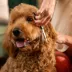 Fiskars Trimming Scissors for Dogs & Cats W/ Stainless Steel Blades & SoftGrip Handle image thumbnail 6