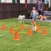 PawHut Dog Agility Hurdle Cone Set, Adjustable Obstacle Course Equipment with 8 Cones & 8 Poles image thumbnail 2