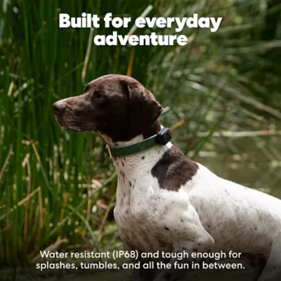 Life360 Pet GPS Tracker for Pets W/ 14-Day Battery Life, Live Tracking & Escape Alerts - Image 9