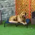 PawHut Elevated Dog Bed, Raised Dog Cot, Indoor & Outdoor, Blue image thumbnail 2