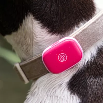 Life360 Pet GPS Tracker for Pets W/ 14-Day Battery Life, Live Tracking & Escape Alerts - Image 10