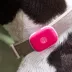 Life360 Pet GPS Tracker for Pets W/ 14-Day Battery Life, Live Tracking & Escape Alerts image thumbnail 10