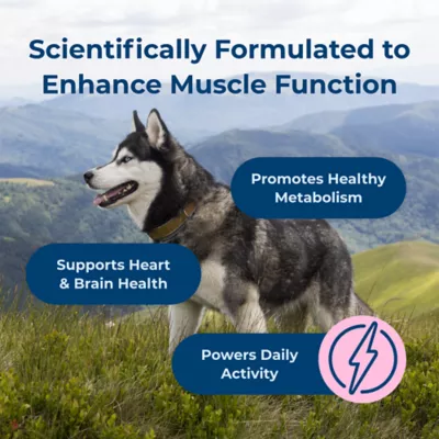 PetAg Dyne Endurance & Vitality Dog Soft Chews with L-Carnitine, Chicken, 60 Count - Image 4