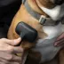 Tweezerman Coated Tip Slicker Brush W/ Stainless Steel Bristles, Ideal For Med to Lg Dogs, Black image thumbnail 4
