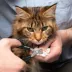 Tweezerman Pet Precision Nail Clipper For Dogs & Cats, Includes Auto-Lock Mechanism For Safe Storage image thumbnail 4