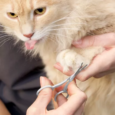 Tweezerman Pet Safety Trimming Scissors, Designed For Trimming Eyes, Ears, Nose & Paws - Image 4