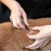 Tweezerman Tick Removal Tweezer For Cats & Dogs W/ Tapered Tweezer Tips For Better Extraction image thumbnail 4