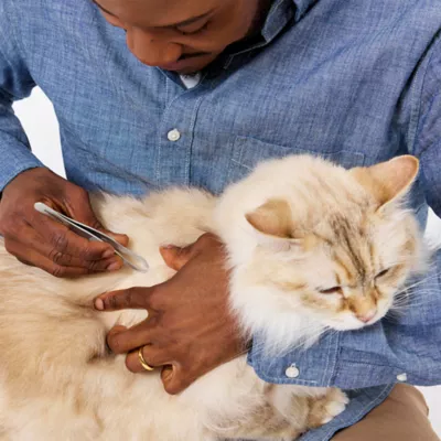 Tweezerman Tick Removal Tweezer For Cats & Dogs W/ Tapered Tweezer Tips For Better Extraction - Image 5
