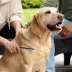 Tweezerman Dual-Sided Detangling Comb For Cats & Dogs, Relieve Mats & Tangles Without Irritation image thumbnail 5