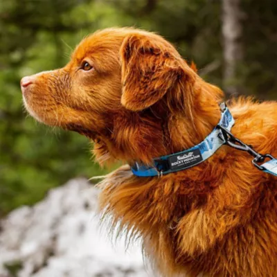 Rocky Mountain Dog - Kootenay Alpine Winter Collar - Blue - Image 2