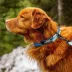 Rocky Mountain Dog - Kootenay Alpine Winter Collar - Blue image thumbnail 2