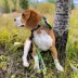 Rocky Mountain Dog - Kootenay Summer Alpine Dog Collar - Green image thumbnail 2