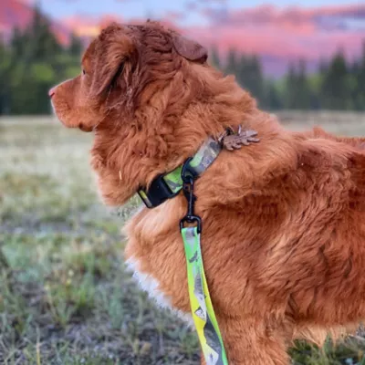 Rocky Mountain Dog - Kootenay Summer Alpine Dog Collar - Green - Image 3