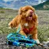 Rocky Mountain Dog - Jasper All Mountain Leash image thumbnail 2