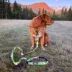 Rocky Mountain Dog - Kootenay Summer All Mountain Dog Leash image thumbnail 2