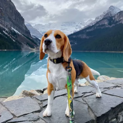 Rocky Mountain Dog - Kootenay Summer All Mountain Dog Leash - Image 3