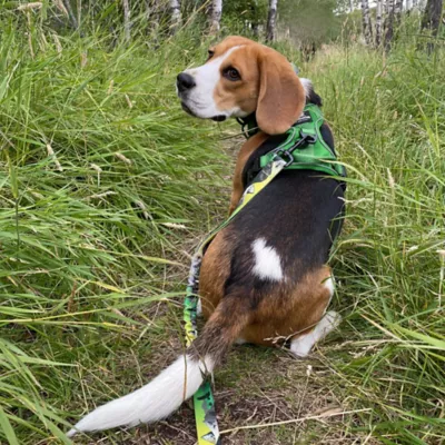 Rocky Mountain Dog - Kootenay Summer All Mountain Dog Leash - Image 4