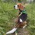 Rocky Mountain Dog - Kootenay Summer All Mountain Dog Leash image thumbnail 4
