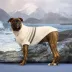 GF PET Coastline Striped Knit Dog Sweater image thumbnail 3