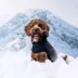 GF PET Elasto-Fit Good Vibes Gradient Dog Hoodie image thumbnail 4