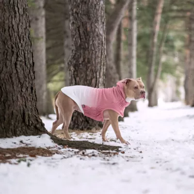 GF PET Elasto-Fit Good Vibes Gradient Dog Hoodie - Image 6