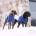 GF PET Catalyst Colorblock Knit Dog Sweater image thumbnail 6