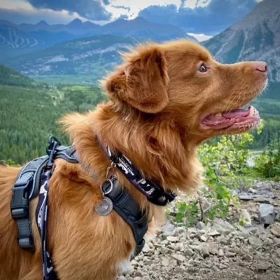 Rocky Mountain Dog Grizzly Alpine Collar - Image 2