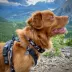 Rocky Mountain Dog Grizzly Alpine Collar image thumbnail 2