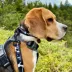 Rocky Mountain Dog Grizzly Alpine Collar image thumbnail 3