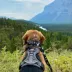 Rocky Mountain Dog Grizzly Alpine Collar image thumbnail 4