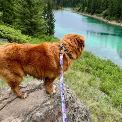 Rocky Mountain Dog PNW Alpine Collar - Image 3