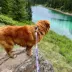 Rocky Mountain Dog PNW Alpine Collar image thumbnail 3