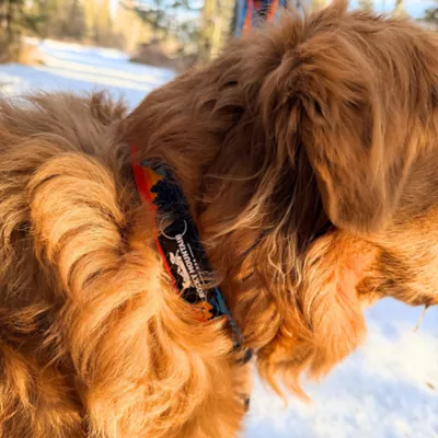 Rocky Mountain Dog Banff Alpine Collar - Image 3