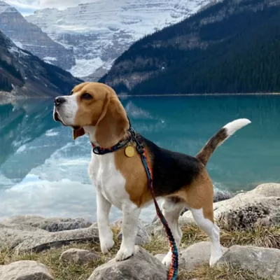 Rocky Mountain Dog Banff Alpine Collar - Image 4