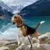Rocky Mountain Dog Banff Alpine Collar image thumbnail 4
