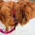 Rocky Mountain Dog Cascade Alpine Collar image thumbnail 2
