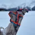 Rocky Mountain Dog Banff All Mountain Leash image thumbnail 3