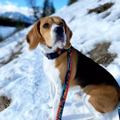 Rocky Mountain Dog Banff All Mountain Leash - Image 4