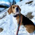 Rocky Mountain Dog Banff All Mountain Leash image thumbnail 4