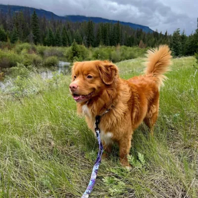 Rocky Mountain Dog PNW All Mountain Leash - Image 2